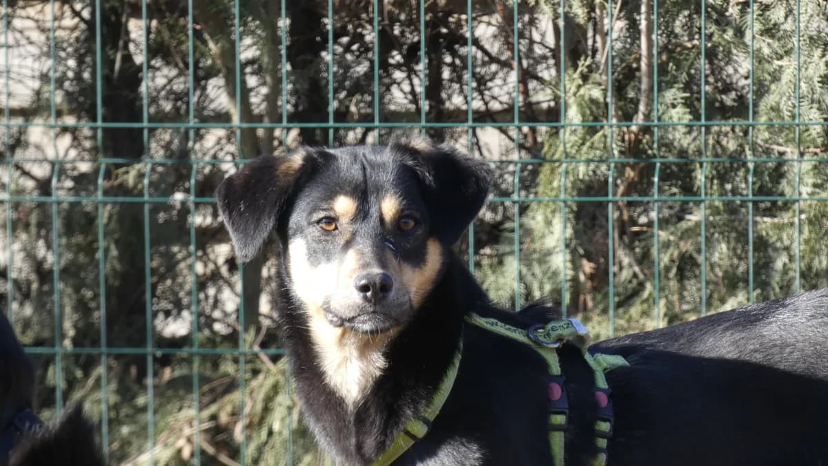 Rebecca, svart female 4yo Mixed Breed for adoption at Hundhjälpen, Stockholm