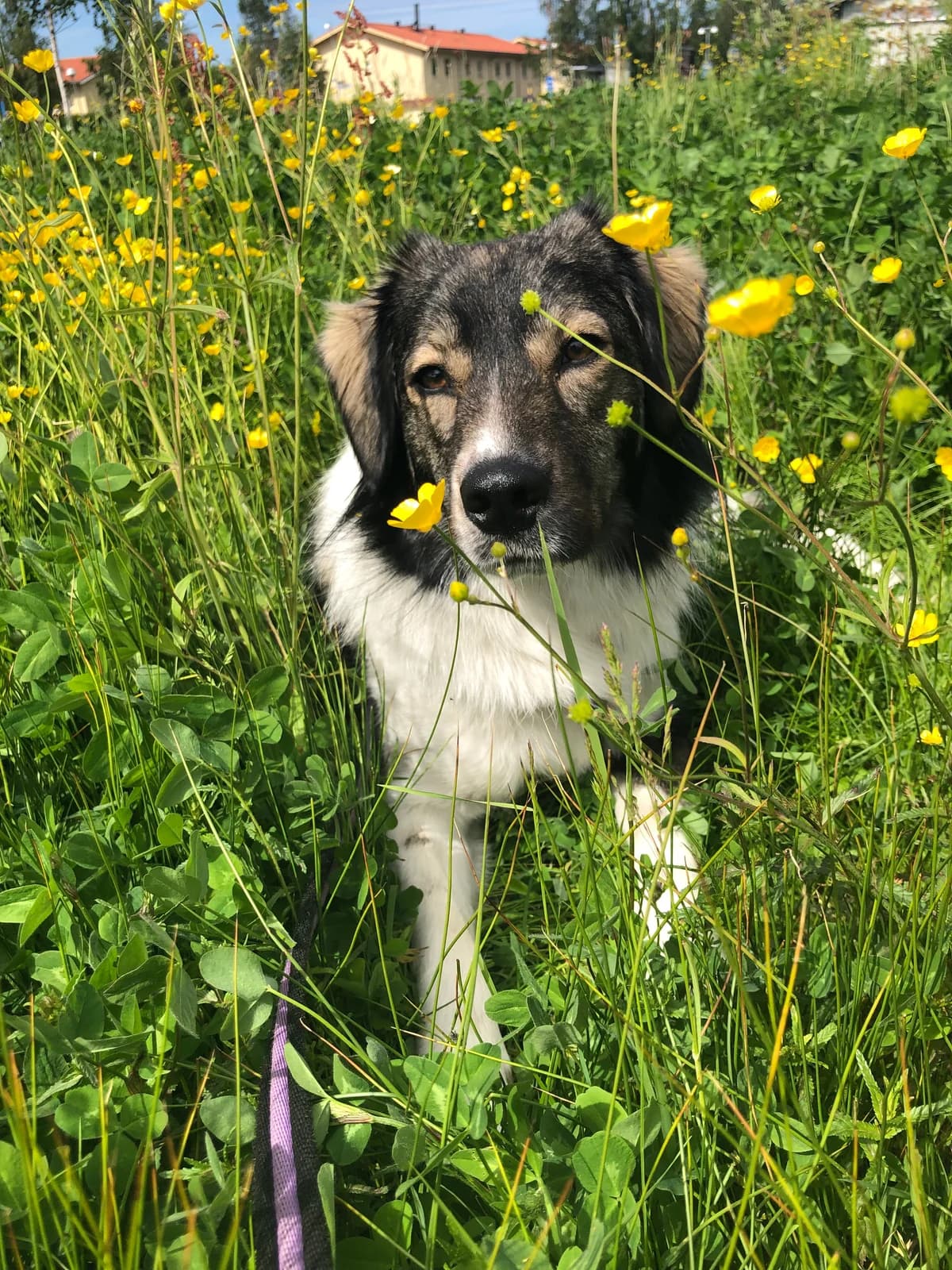 Rinti, female 7yo Mixed Breed for adoption at Hundhjälpen, Stockholm
