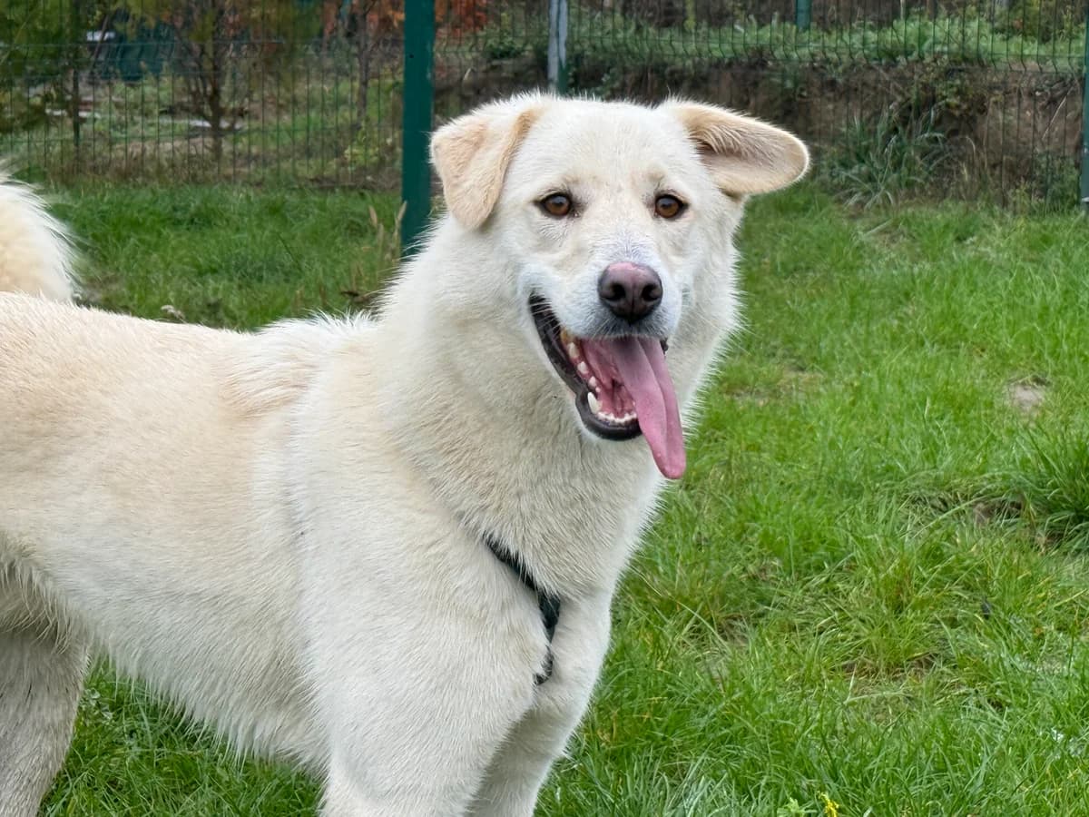 Rodolfo, male 3yo Mixed Breed for adoption at Hundhjälpen, Stockholm