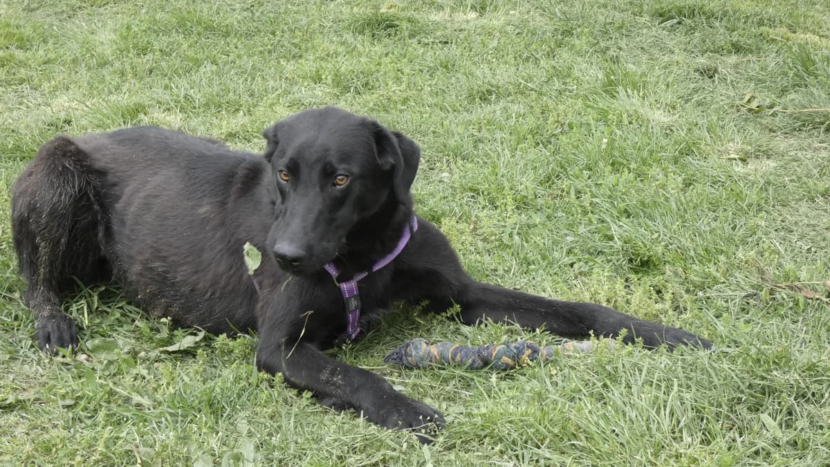 Romario, gra male 4yo Mixed Breed for adoption at Hundhjälpen, Stockholm