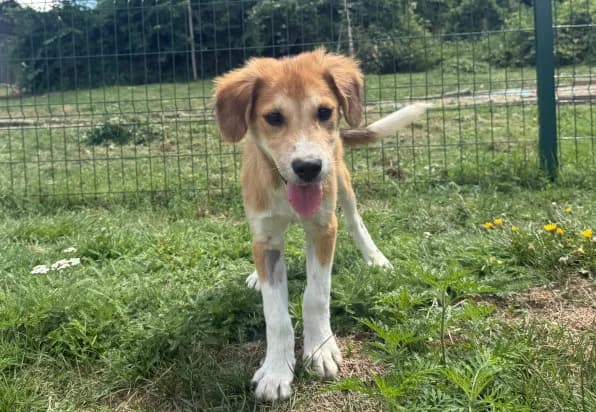 Ron, Mixed Breed (Hundhjälpen)