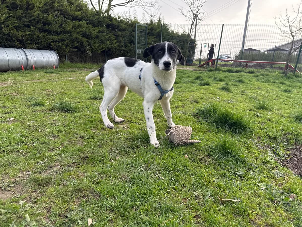 Sanna, female young Mixed Breed for adoption at Hundhjälpen, Stockholm
