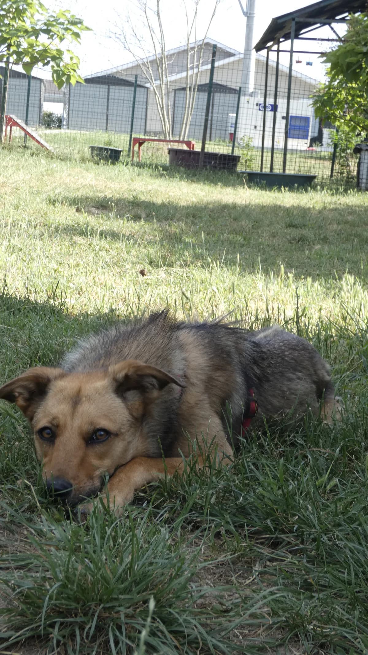 Scarlett, female 3yo Mixed Breed for adoption at Hundhjälpen, Stockholm