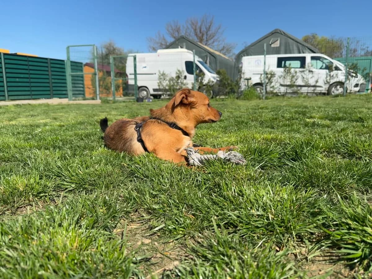 Simba, male young Mixed Breed for adoption at Hundhjälpen, Stockholm