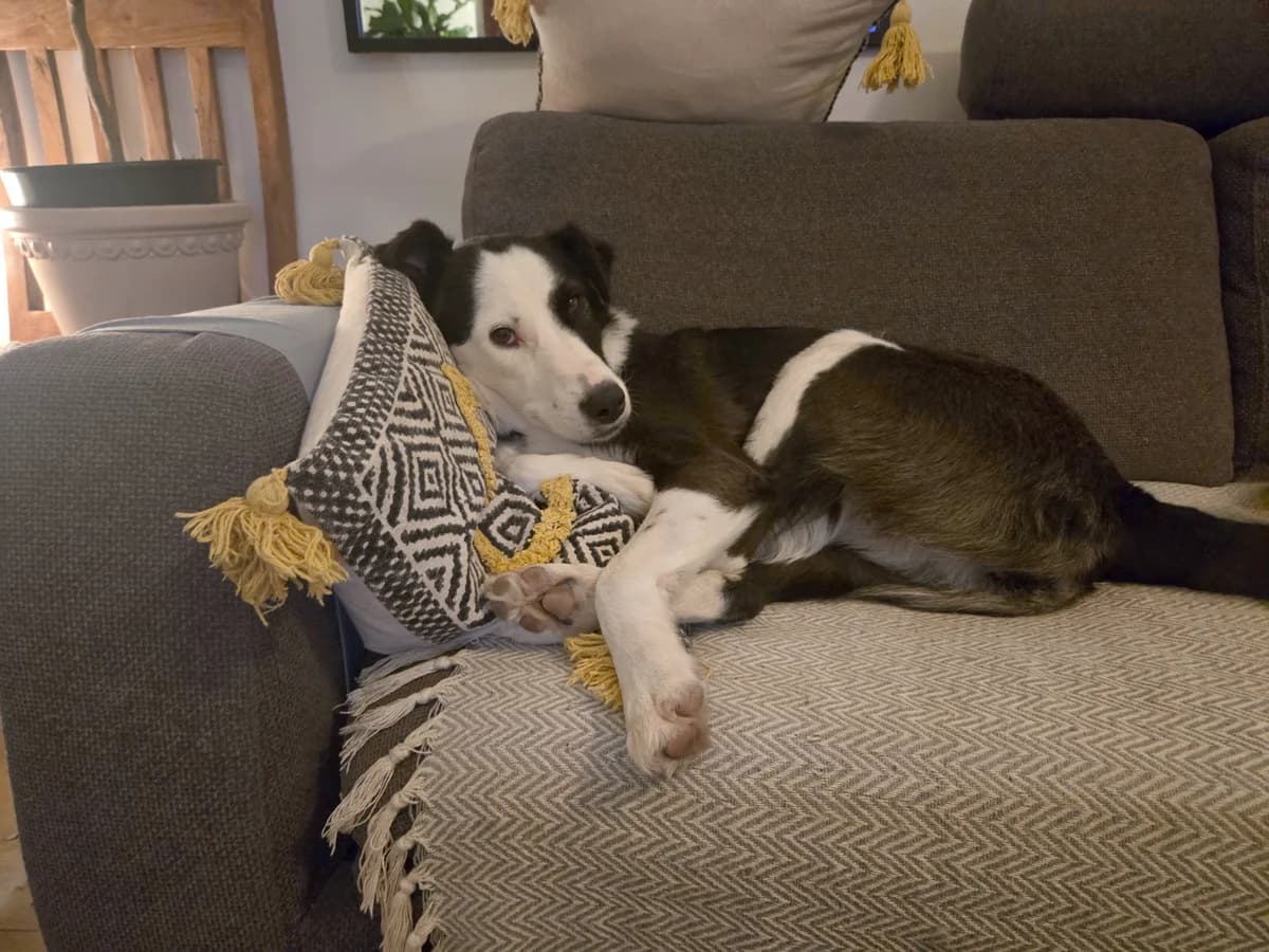Soya, gra female 5yo Mixed Breed for adoption at Hundhjälpen, Stockholm
