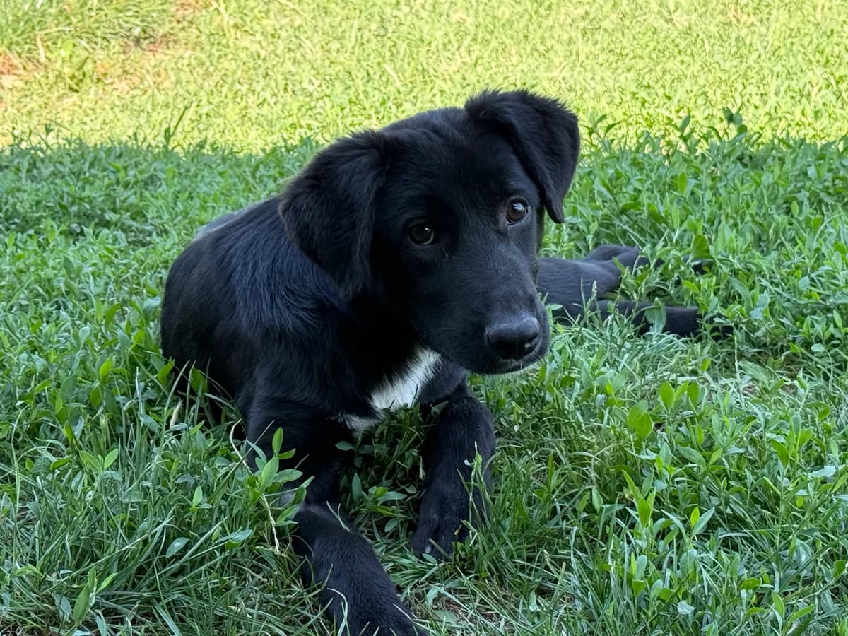Soya, Mixed Breed (Hundhjälpen)