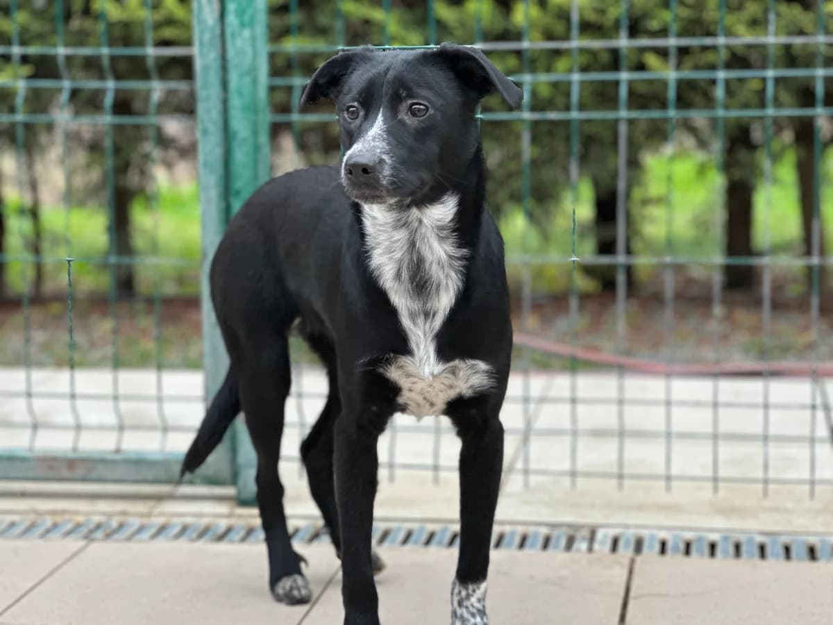 Stefana, gra female young Mixed Breed for adoption at Hundhjälpen, Stockholm