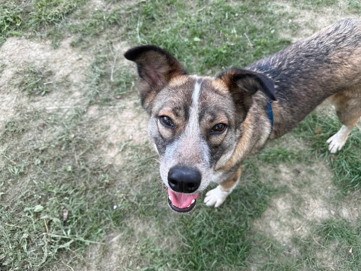 Teo, male 3yo Mixed Breed for adoption at Hundhjälpen, Stockholm