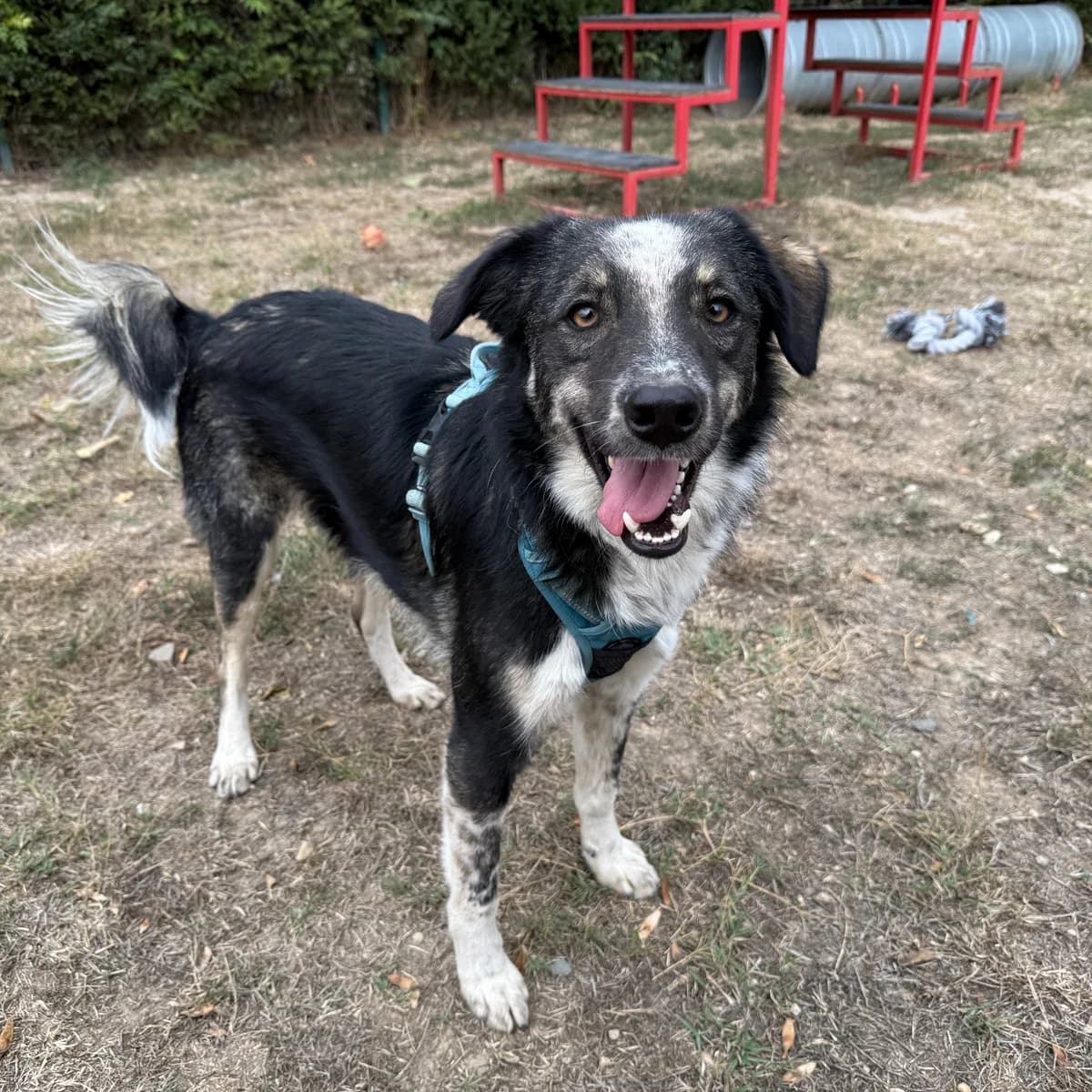 Ulisse, male 3yo Mixed Breed for adoption at Hundhjälpen, Stockholm