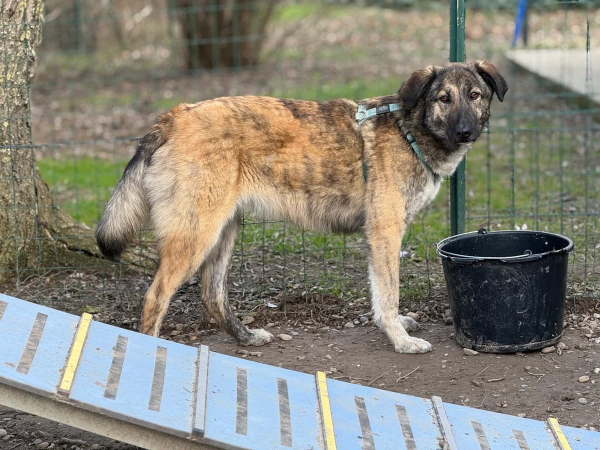 Vincent, gra female 3yo Mixed Breed for adoption at Hundhjälpen, Stockholm