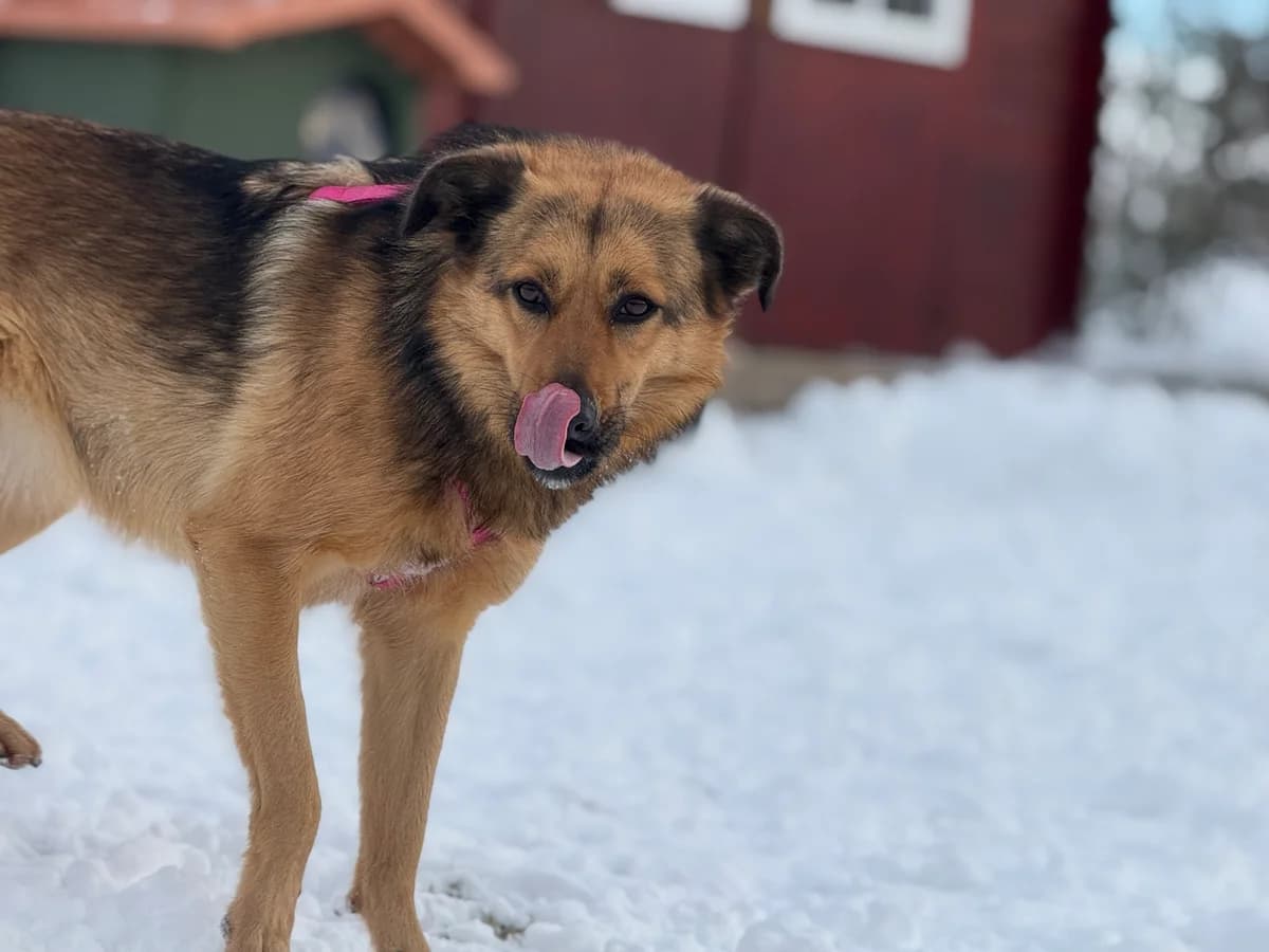 Winona, female 3yo Mixed Breed for adoption at Hundhjälpen, Stockholm