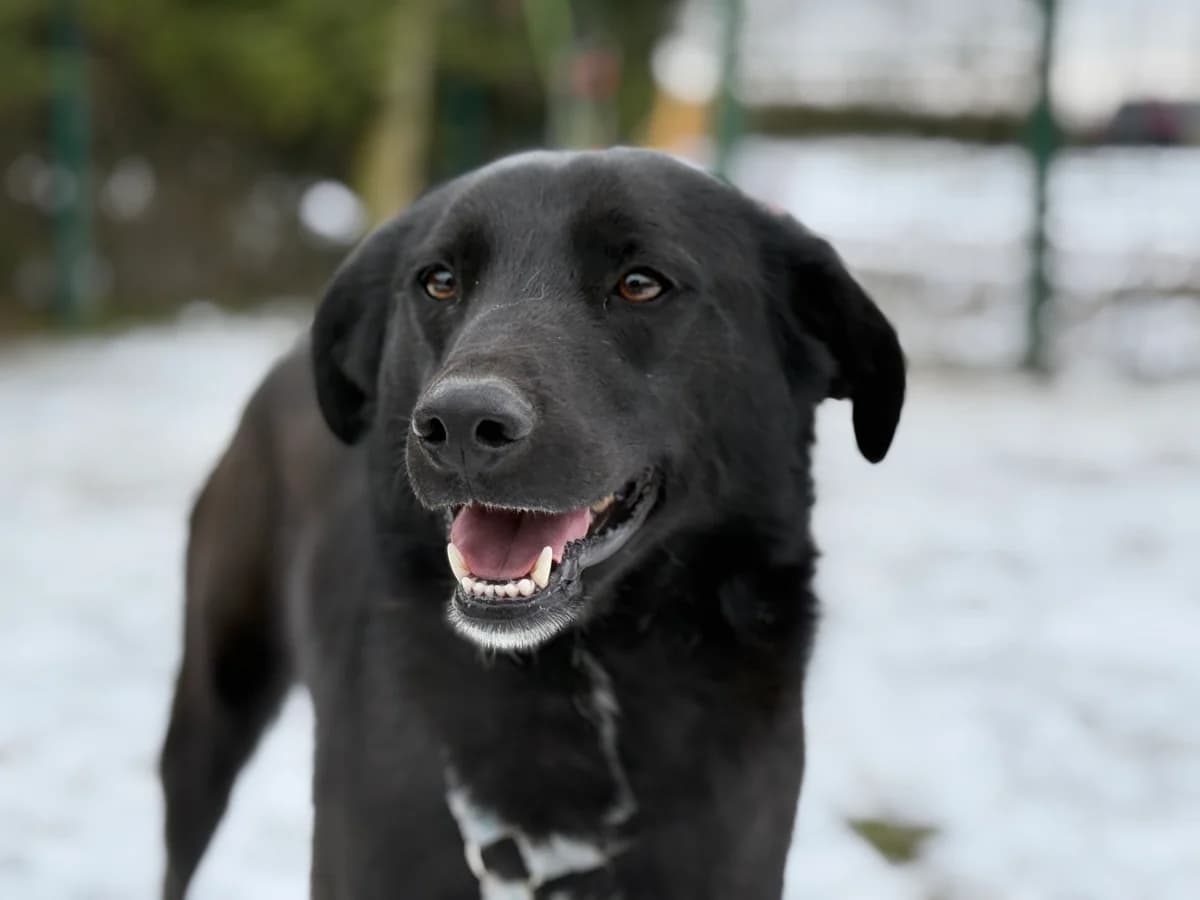 Yari, guld male 4yo Mixed Breed for adoption at Hundhjälpen, Stockholm