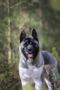 Akila, female young Akita for adoption at Hundstallet, Stockholm