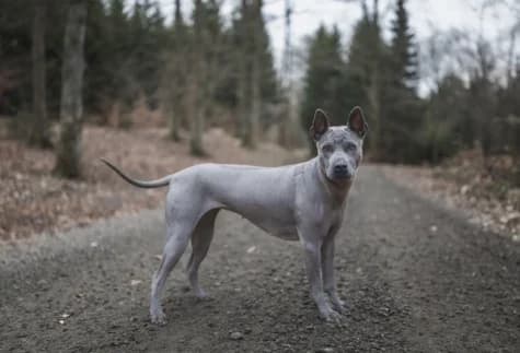 Berit, blå female puppy Mixed Breed for adoption at Hundstallet, Stockholm