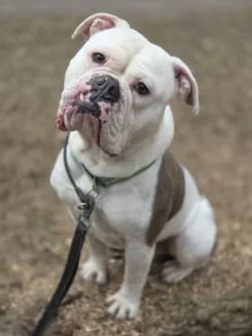 Bosse, female young mixed breed for adoption at Hundstallet, Stockholm