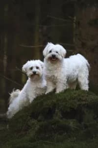 Bris & Bruse, female young Havanese for adoption at Hundstallet, Stockholm