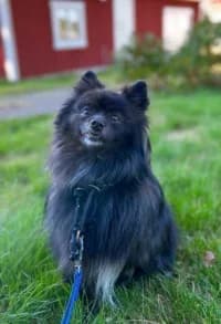 Bruce, female 3yo mixed breed for adoption at Hundstallet, Stockholm