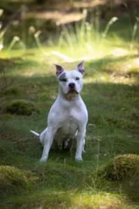 Hailey, female 3yo American Staffordshire Terrier for adoption at Hundstallet, Stockholm