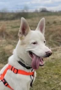 Kid, female senior mixed breed for adoption at Hundstallet, Stockholm