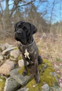 Kira, female senior mixed breed for adoption at Hundstallet, Stockholm