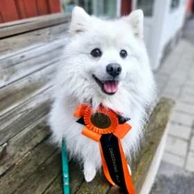 Kiro, female young mixed breed for adoption at Hundstallet, Stockholm