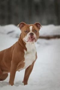 Loka, female senior mixed breed for adoption at Hundstallet, Stockholm