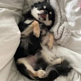 Loke, female young Chihuahua for adoption at Hundstallet, Stockholm
