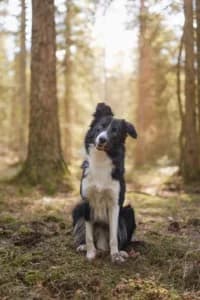 Ludde, female young Mixed Breed for adoption at Hundstallet, Stockholm