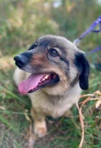 Lufsen, female 5yo Mixed Breed for adoption at Hundstallet, Stockholm