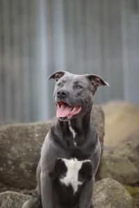 Maui, gra female young American Staffordshire Terrier for adoption at Hundstallet, Stockholm