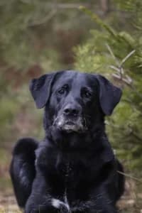 Maya, female mixed breed for adoption at Hundstallet, Stockholm