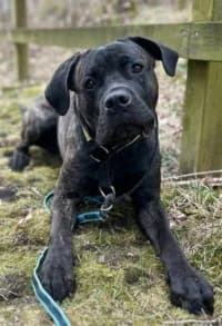 Nalle, female senior mixed breed for adoption at Hundstallet, Stockholm