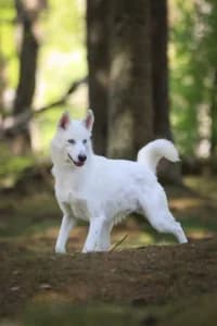 Nanook, female 6yo Labrador Retriever for adoption at Hundstallet, Stockholm