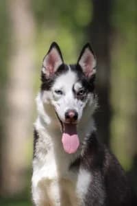 Sarek, female 6yo Labrador Retriever for adoption at Hundstallet, Stockholm