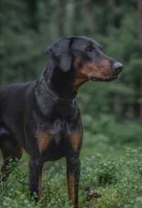 Error 1006, male mixed breed for adoption at Hundstallet, Stockholm