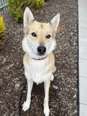 Wasabi, female 5yo mixed breed for adoption at Hundstallet, Stockholm