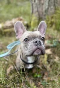 Willy, female senior mixed breed for adoption at Hundstallet, Stockholm
