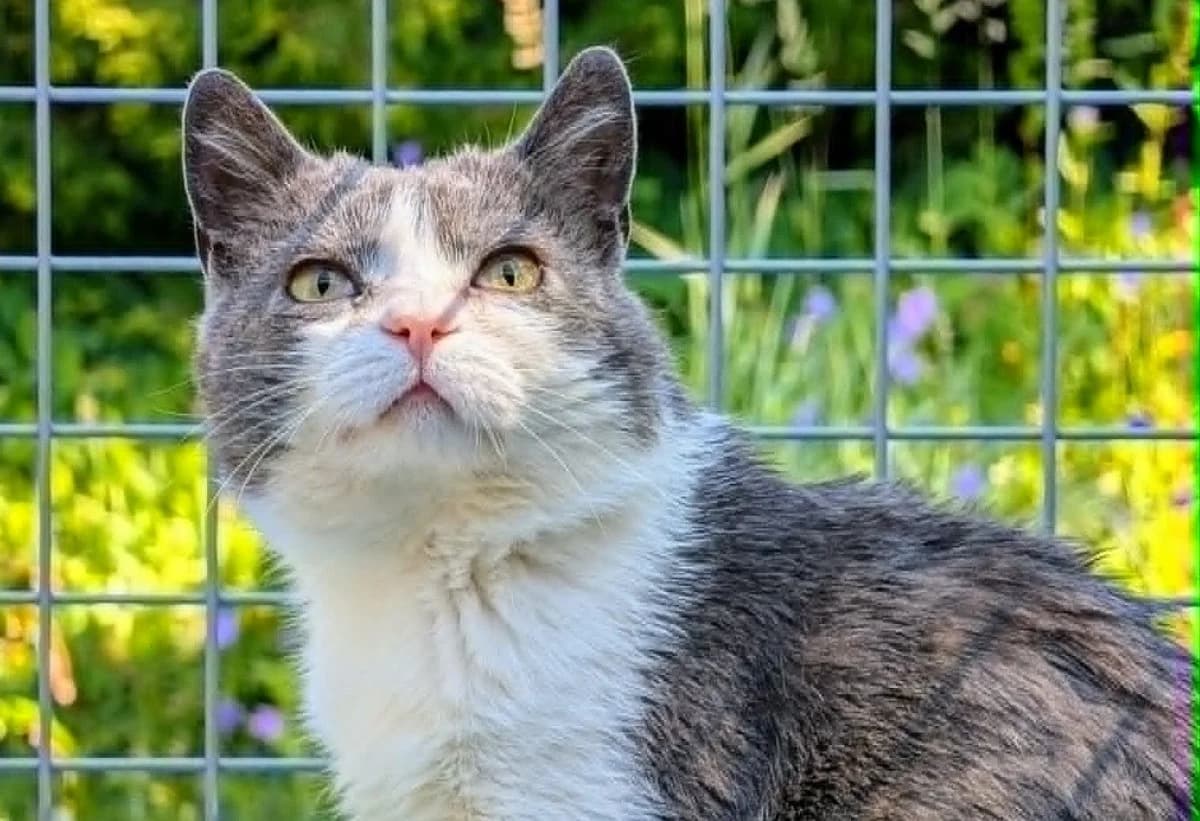 Emil Bro, male 7yo Mixed Breed for adoption at Katthem