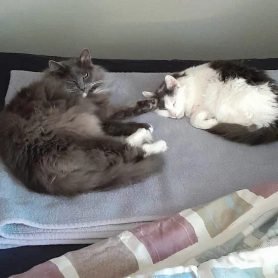 KOMPIS & LILJA, Mixed Breed for adoption at Kattinorr (Kattakuten)