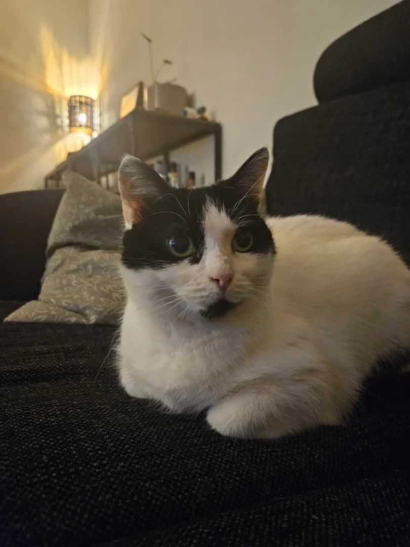 MIRA, senior Mixed Breed for adoption at Kattinorr (Kattakuten)