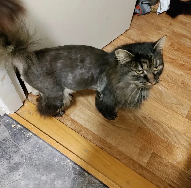VIKING, gra male senior mixed breed for adoption at Kattinorr (Kattakuten)
