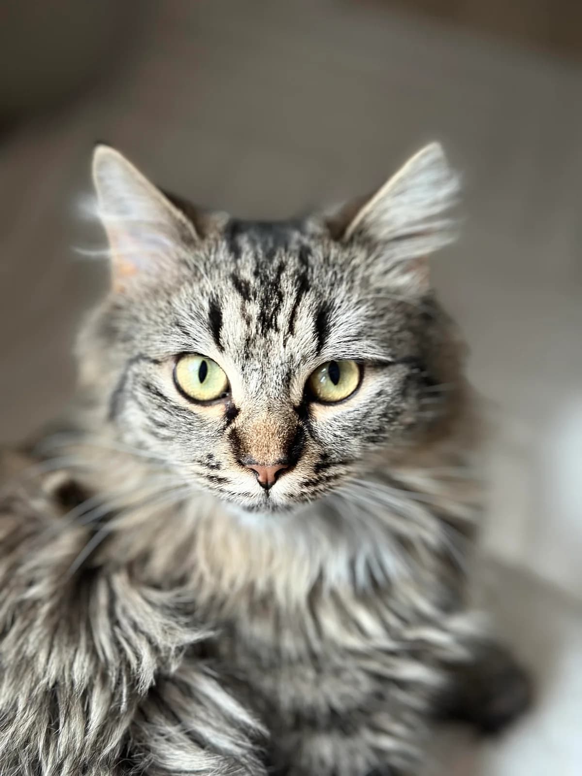 YARA, Mixed Breed for adoption at Kattinorr (Kattakuten)