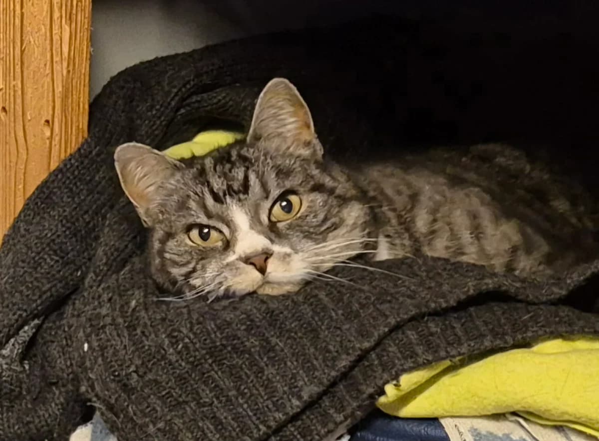 Mija, female senior Mixed Breed for adoption at Kustorp Katthem