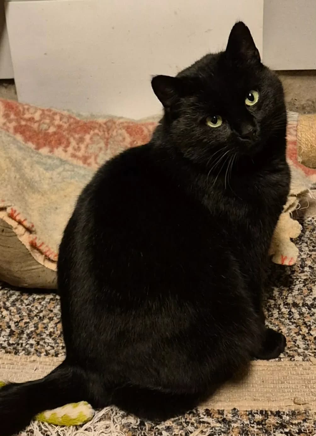 Murre, male 4yo Mixed Breed for adoption at Kustorp Katthem