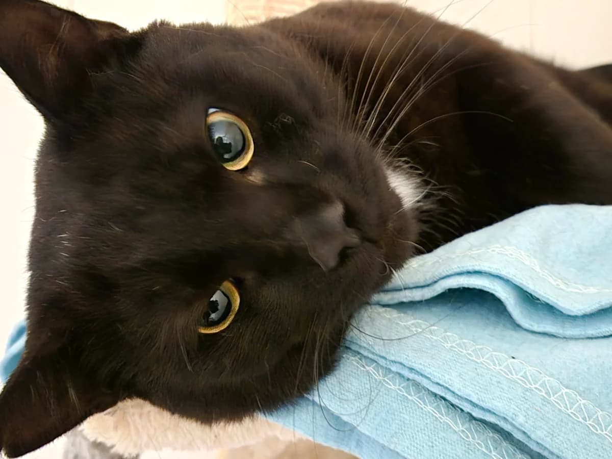Storm, male 4yo Mixed Breed for adoption at Kustorp Katthem