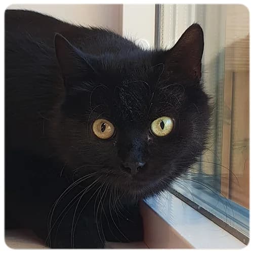 Svea, female 5yo Mixed Breed for adoption at Norrtälje Kattcenter