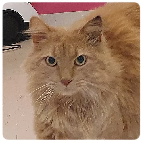 Tiger, male 6yo Mixed Breed for adoption at Norrtälje Kattcenter