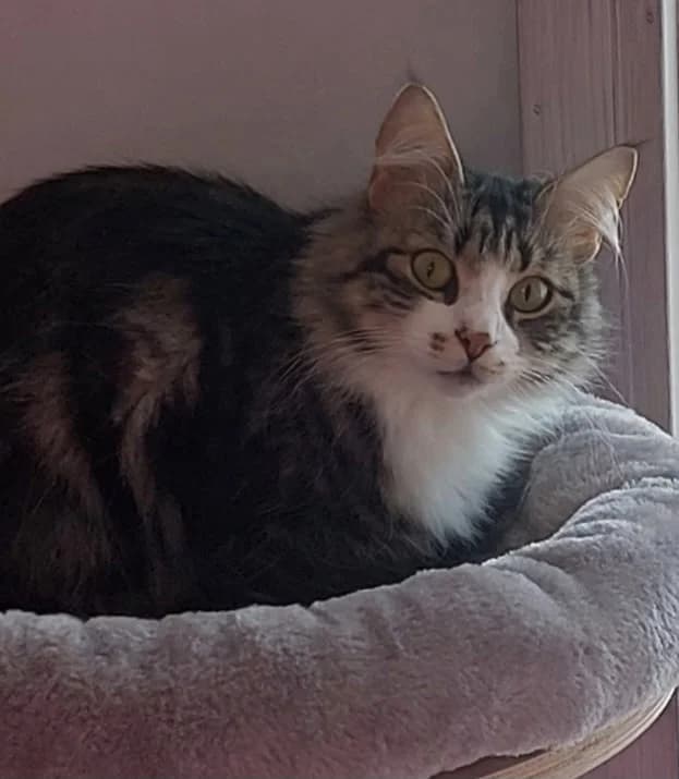 Hamilton, male young Mixed Breed for adoption at Nynäshamns Katthem