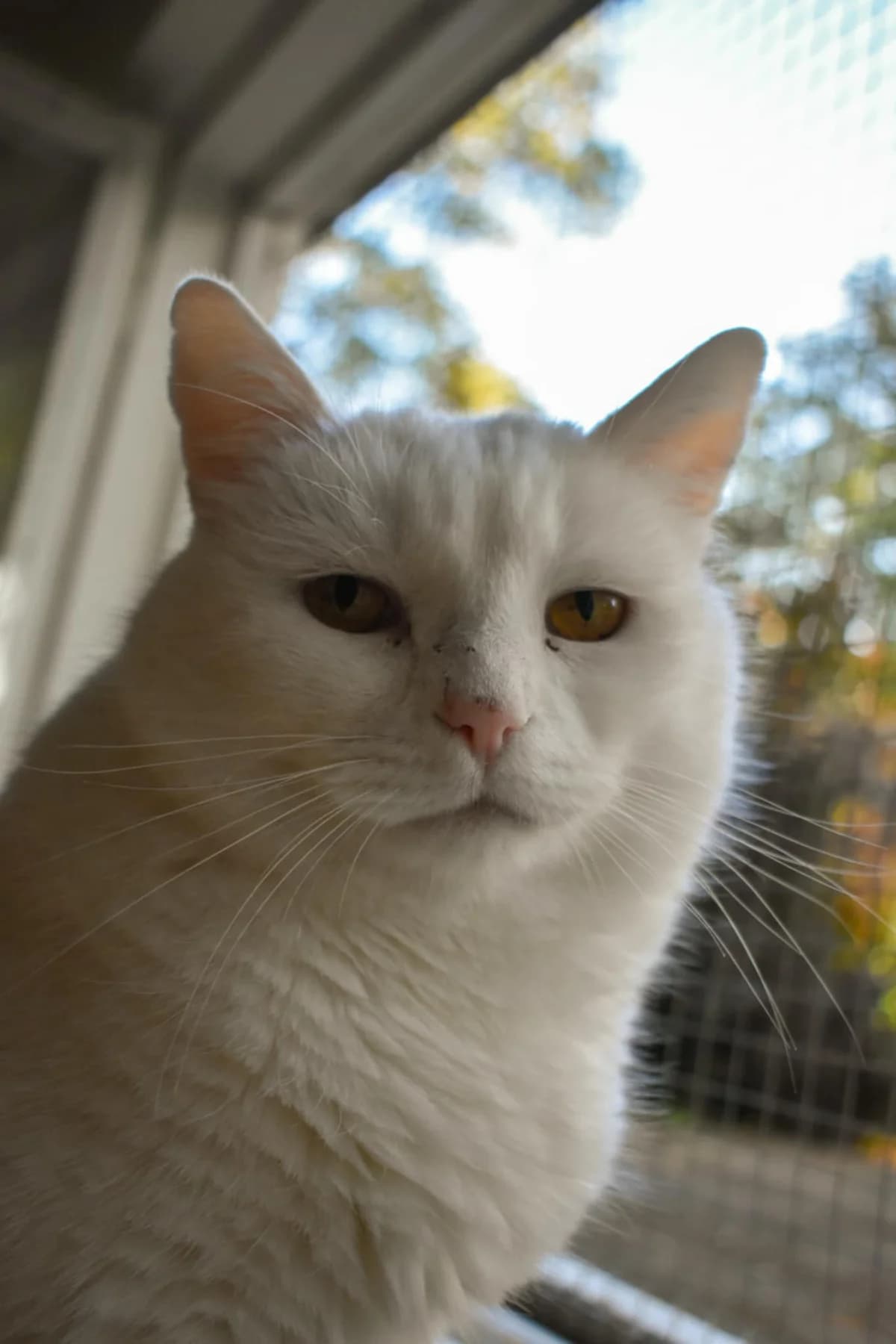 Herr Sushi, Vit male senior Mixed Breed for adoption at Örebro Katthem, 702 16 Örebro