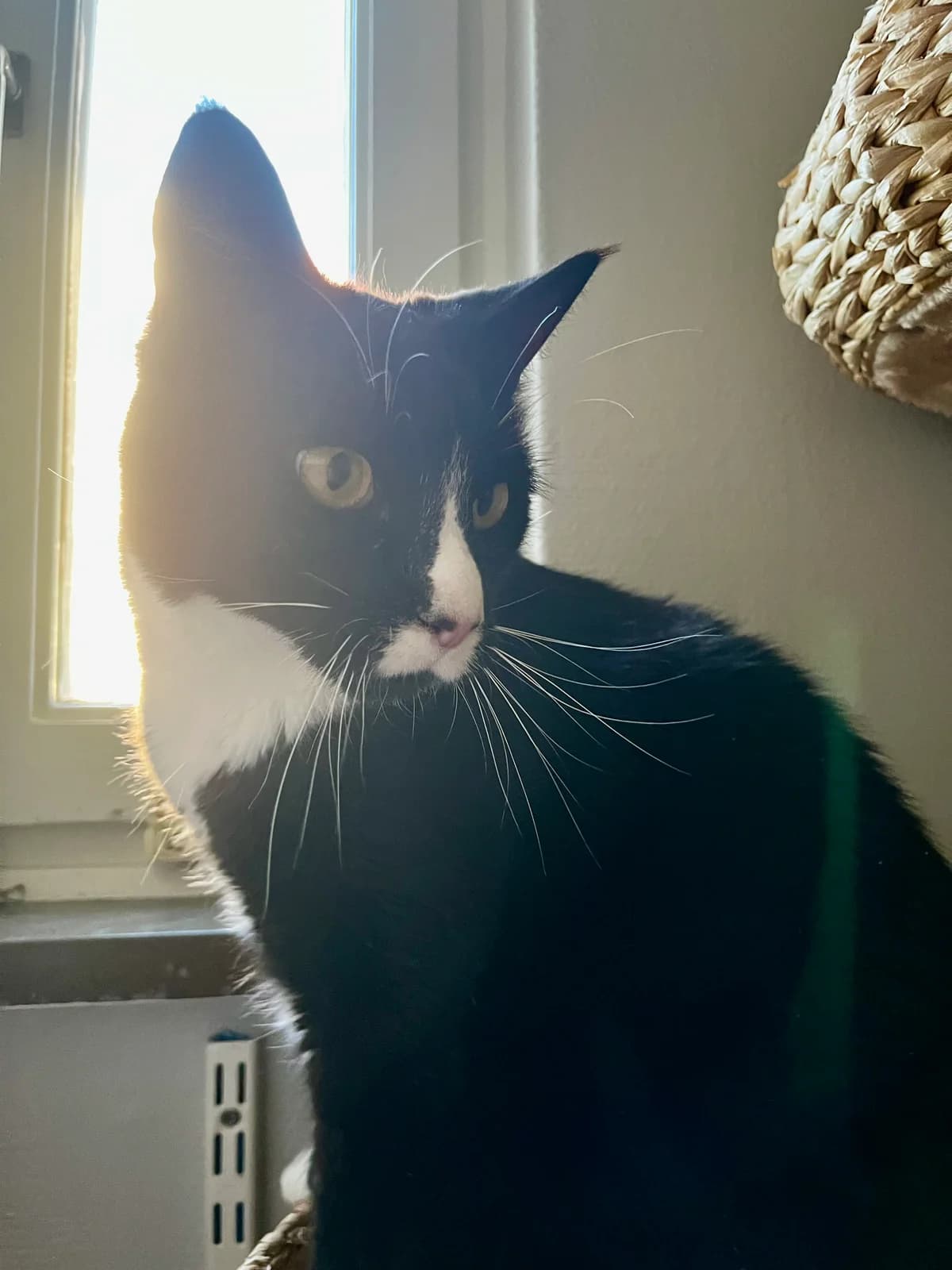 Francis, Svart med vitt male senior Mixed Breed for adoption at Örebro Katthem, 702 16 Örebro